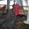 Chicken feeders and drinkers in a Nakuru County farm