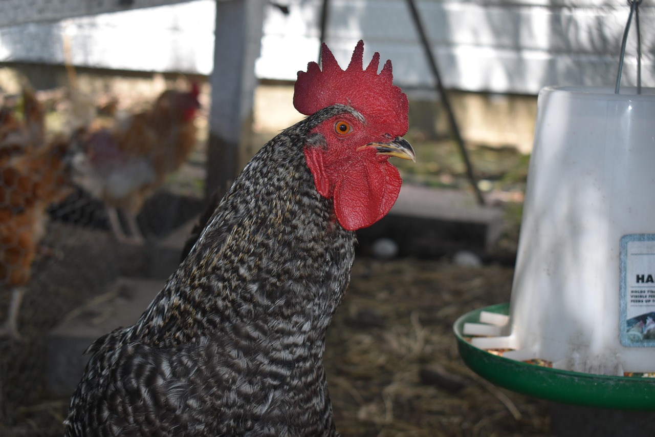 Hanging feeders for growers and layers in a poultry house