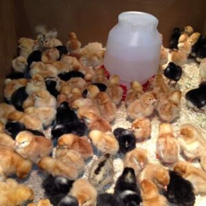 original-sasso-f1-day-old-chicks-ruiru-kiambu.jpg